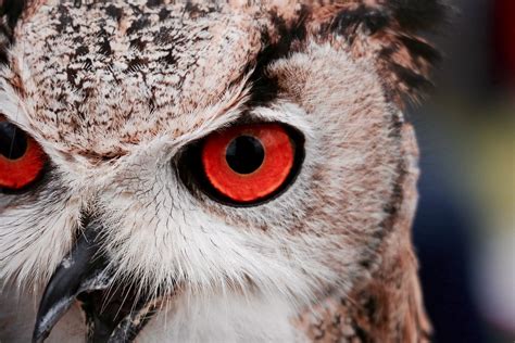 Owl Eyes Bwin